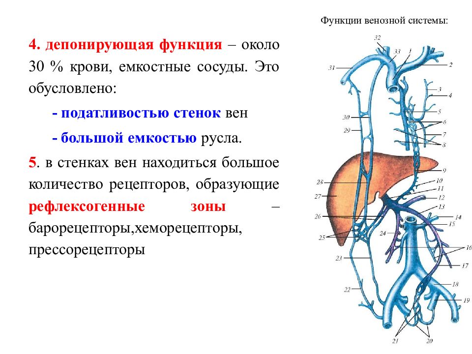 Презентация венозная система человека