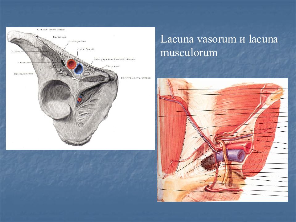 Сосудистая лакуна. Мышечная лакуна (Lacuna musculorum).