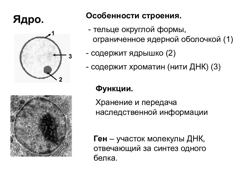 Клеточное ядро таблица. Ядро клетки строение и функции. Клеточное ядро строение и функции. Особенности строения ядра клетки. Ядро ядрышко ядерная оболочка.