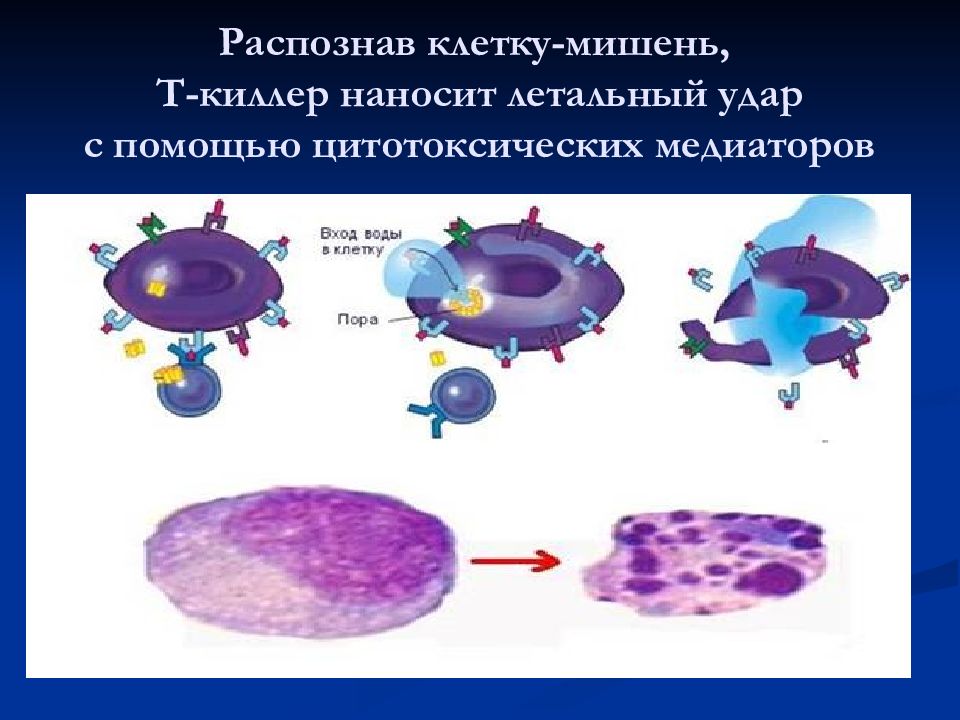 Собственные клетки. Т киллеры клетки иммунитета. Клеточное звено иммунитета (т-лимфоциты). Клетка т киллер. Т киллеры распознают клетки мишени.