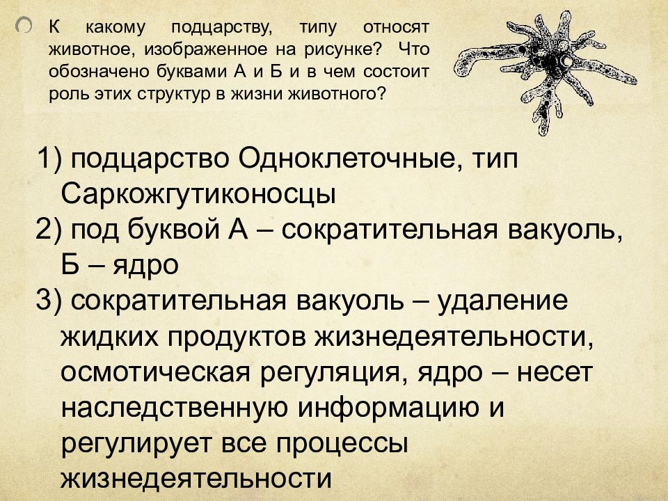 К какому. К какому подцарству типу относят животное изображенное. К какому типу относят животное, изображённое на рисунке?. К какому подцарству типу относят животное изображенное на рисунке. К какому типу относят животных изображенных на рисунке.