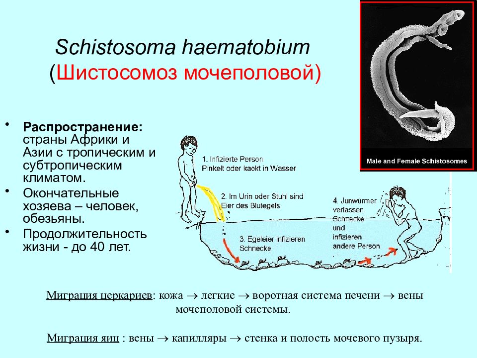 Шистосома. Шистосома путь инвазии. Шистосома haematobium. Шистосома гематобиум. Жизненный цикл шистосомы.