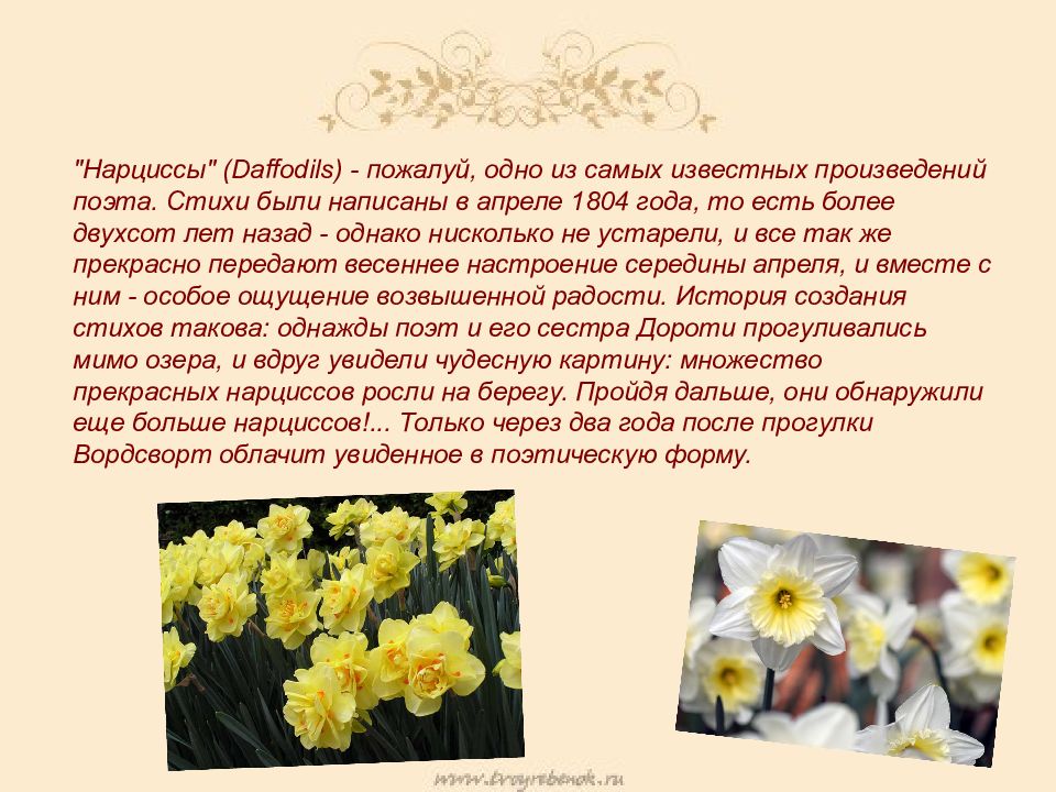 Нарцисс растение значение