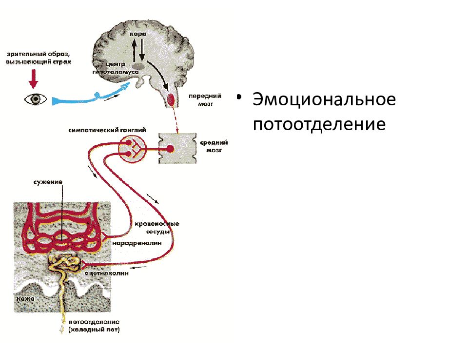 Потоотделение какая система. Схема рефлекторной дуги потоотделения. Рефлекторная дуга потоотделения. Механизм потоотделения. Регуляция потоотделения.