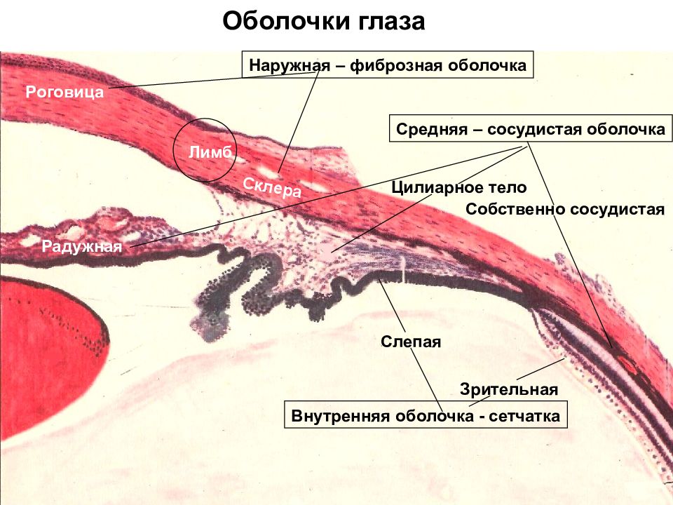 Общий план строения глазного яблока гистология