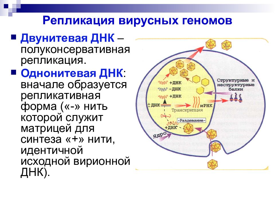 Стадии размножения днк содержащих вирусов. Репродукция РНК вирусов. Репродукция ДНК вирусов. Однонитевые и двунитевые вирусы. Особенности репродукции вирусов.