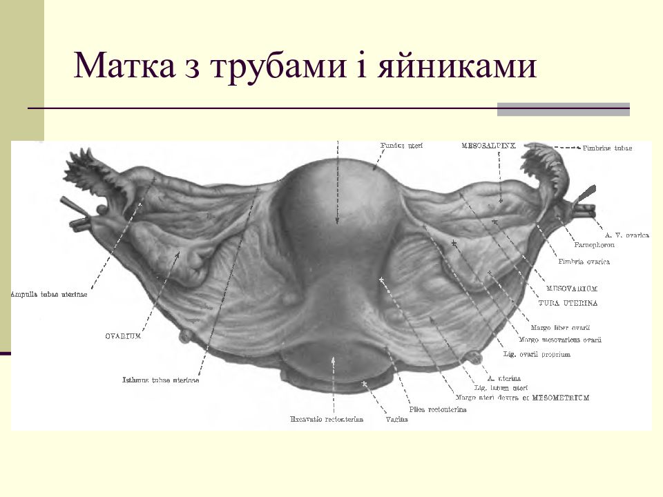 Анатомия матки рисунок