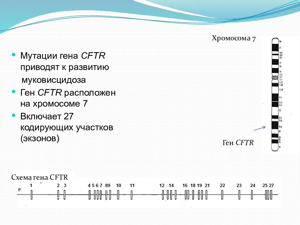 Муковисцидоз презентация по генетике