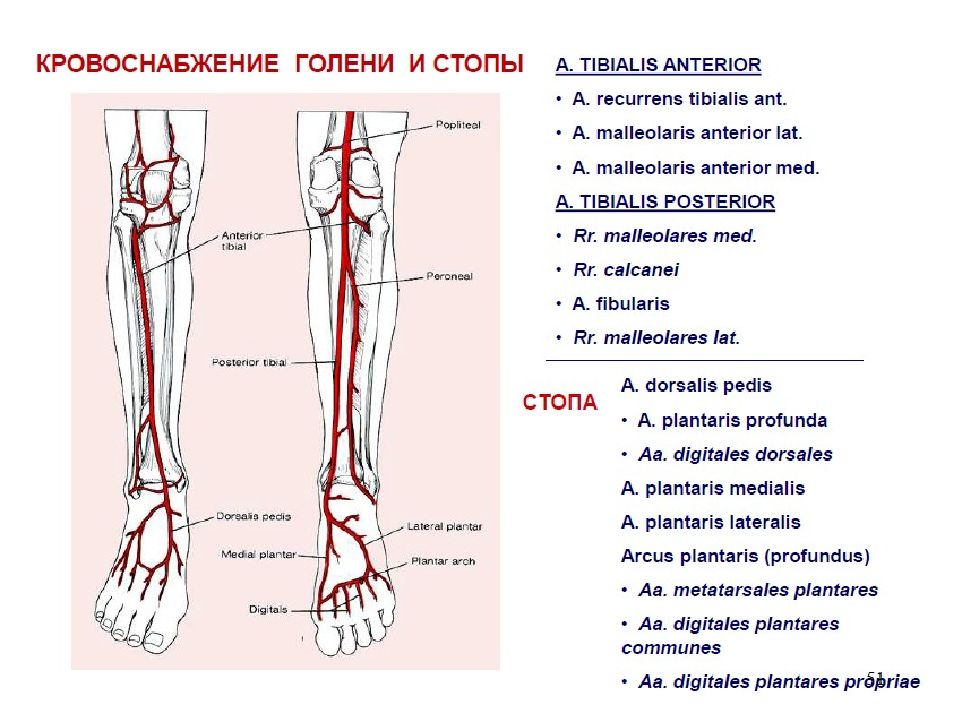 Основные артерии стопы. Передняя большеберцовая артерия (a. Tibialis anterior):. Кровоснабжение нижней конечности схема. Артерии голени и стопы анатомия. Артерии нижней конечности анатомия.