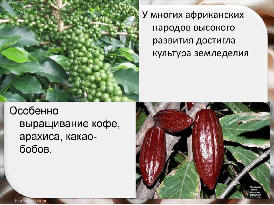 Проект на тему Африка начала 19-20 веков