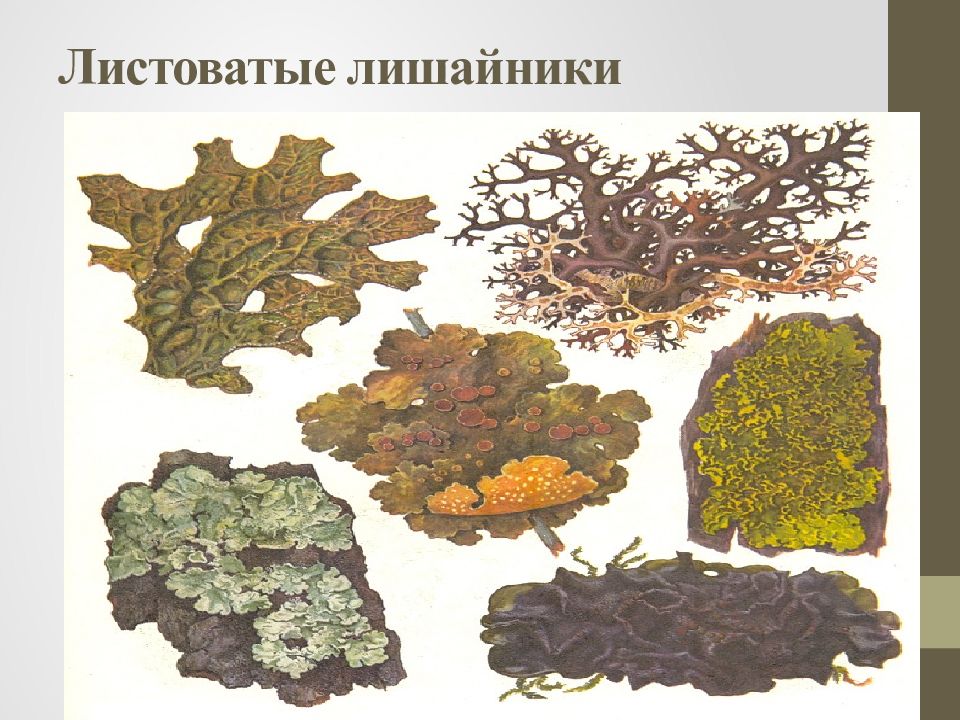 Листоватые лишайники рисунок