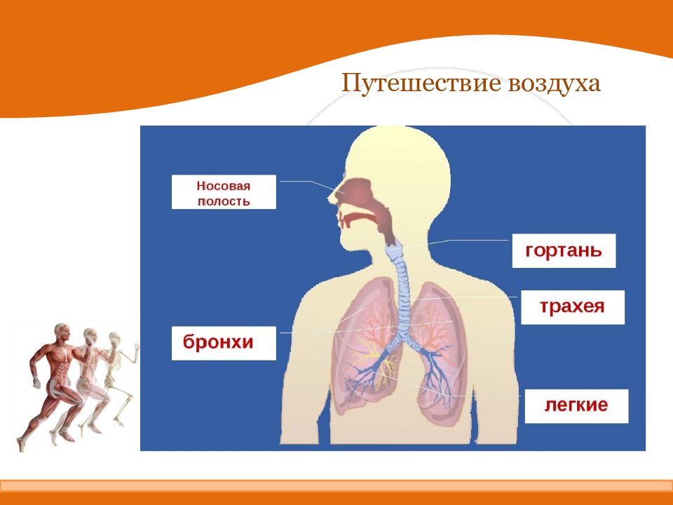 Презентация органы дыхания 3 класс