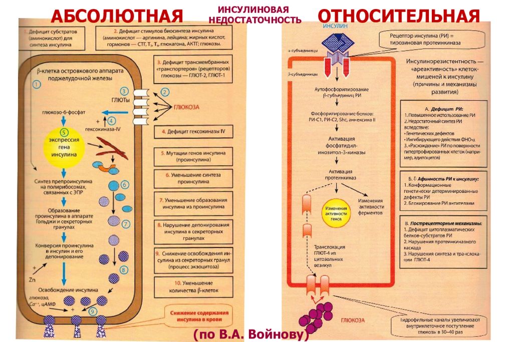 Нарушение сокращения. Сахарный диабет абсолютная и Относительная недостаточность инсулина. Патогенез внепанкреатической инсулиновой недостаточности. Патогенез относительной инсулиновой недостаточности. Симптомы сахарного диабета патофизиология.