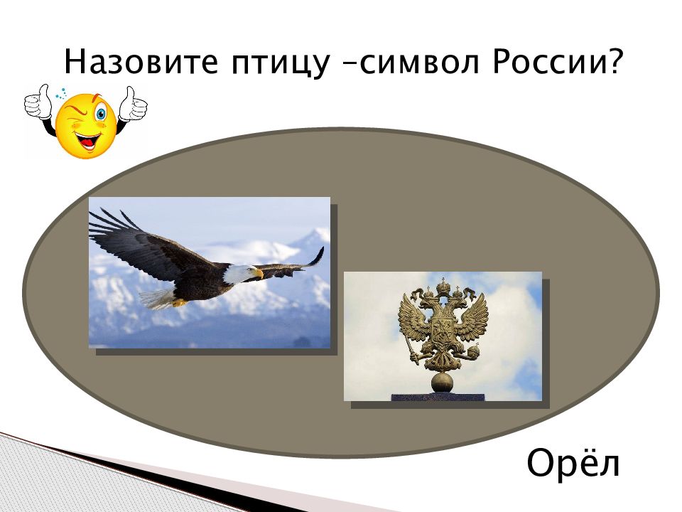 Птица символ. Птица символ России. Сообщение о птицах символах. Птица символ чего. Какая птица что символизирует.