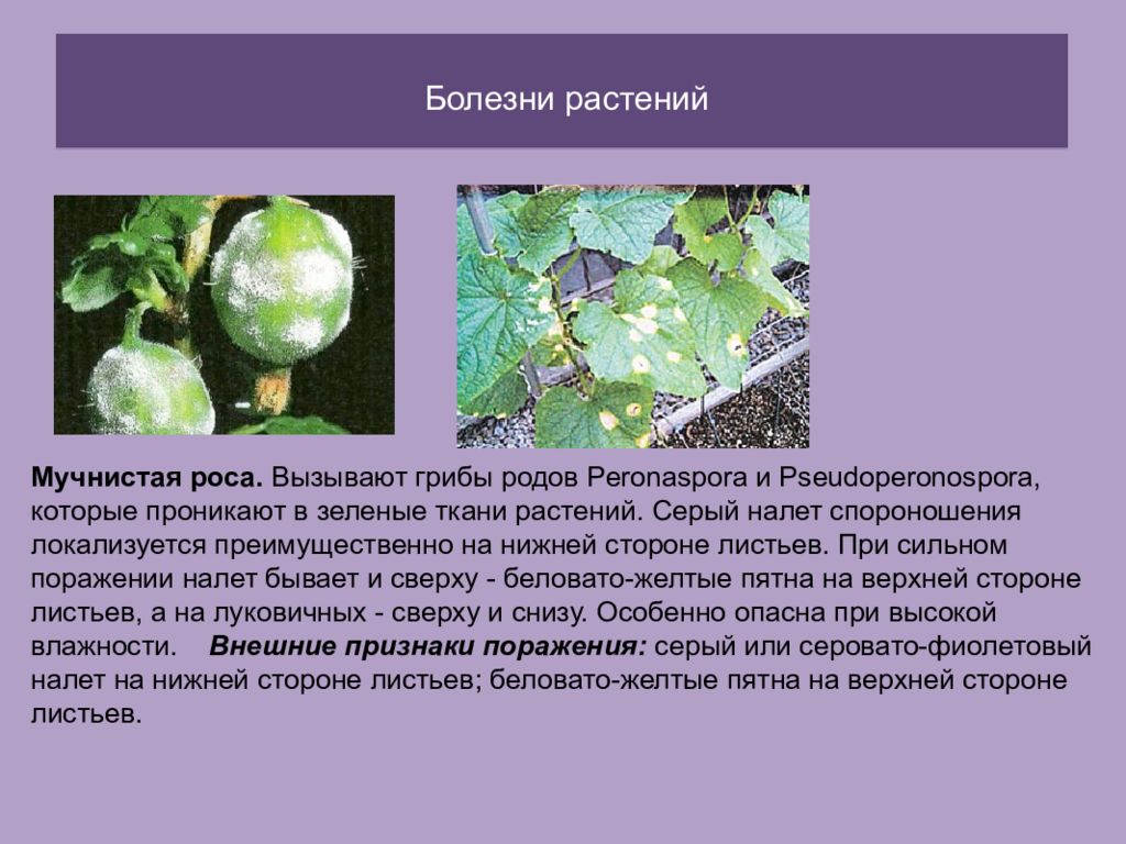 Эпидемия эпифитотия. Эпифитотия презентация. Профилактика эпифитотии. Эпидемия эпизоотия эпифитотия.