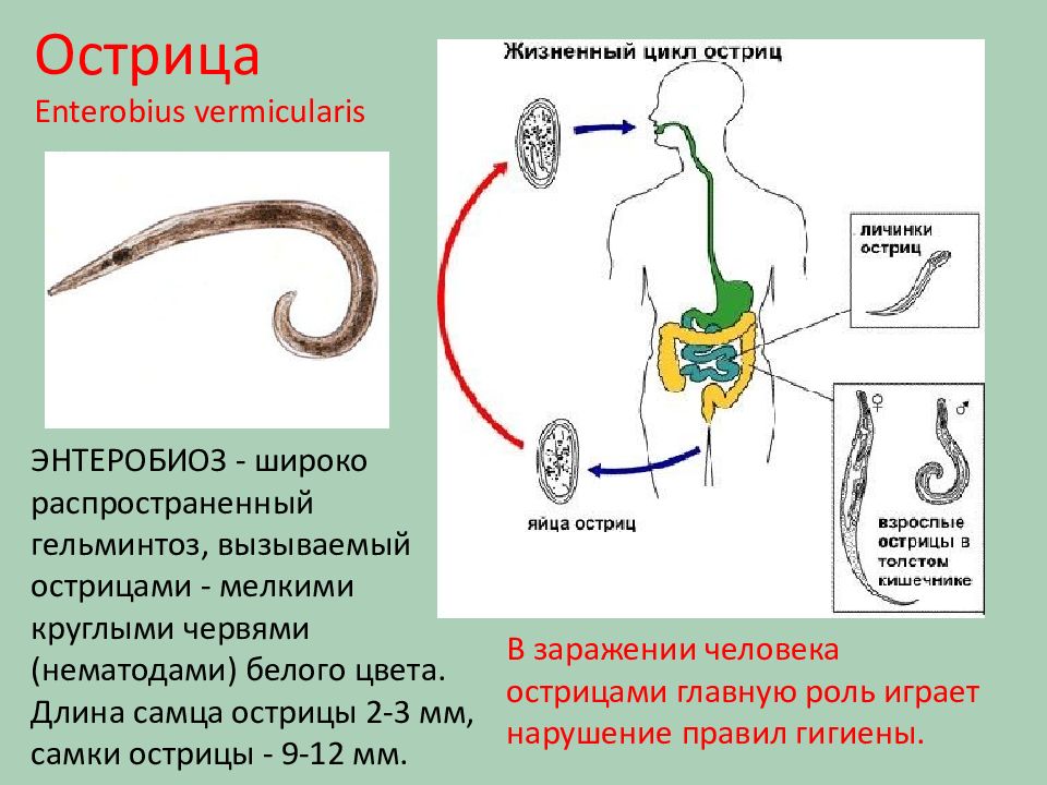 Круглые черви презентация медицина