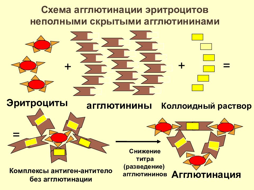 Реакция агглютинации схема