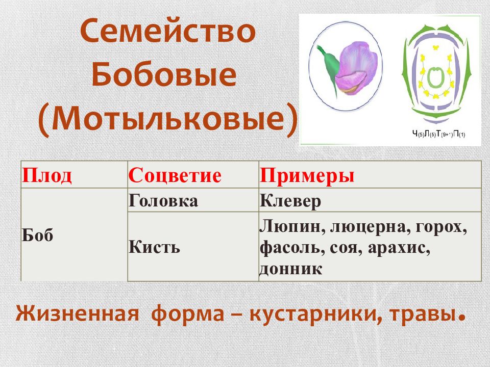 Описание семейства бобовые 6 класс по плану