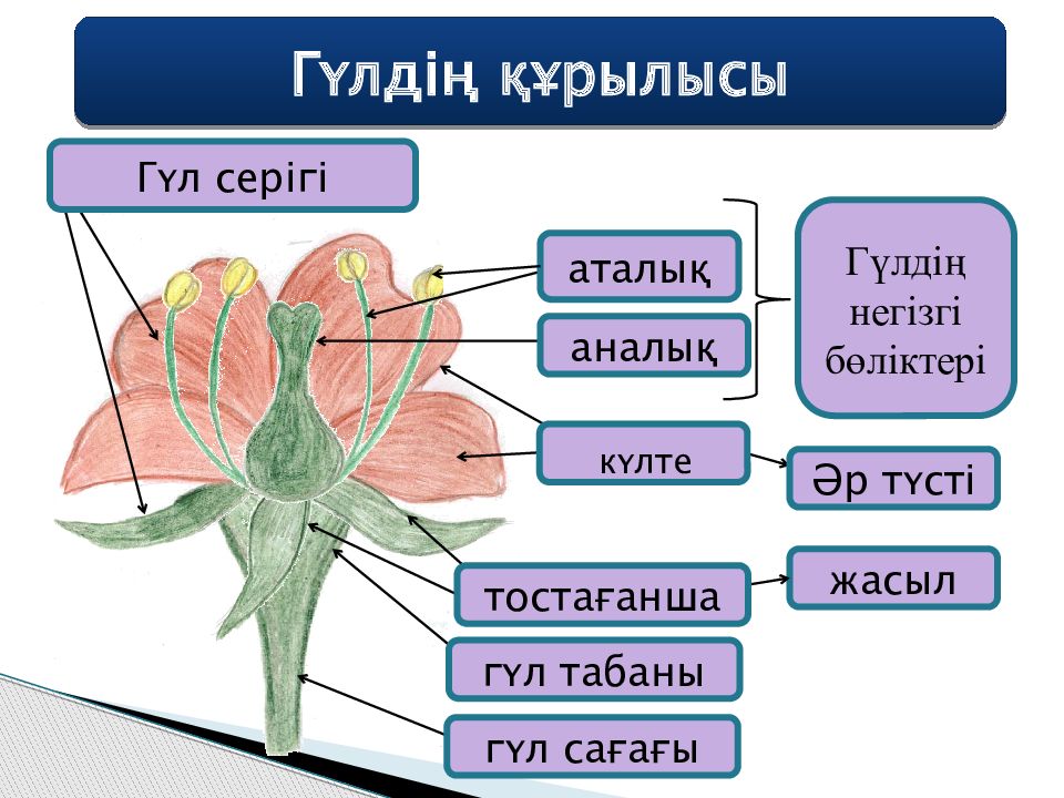 Гүлдің құрылысы