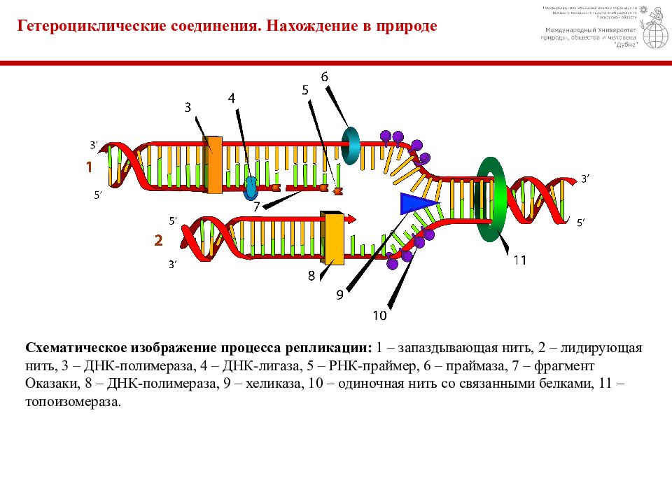 Лигаза в репликации. РНК праймаза. РНК праймер в репликации ДНК. Лигаза при репликации. Праймаза в репликации ДНК.