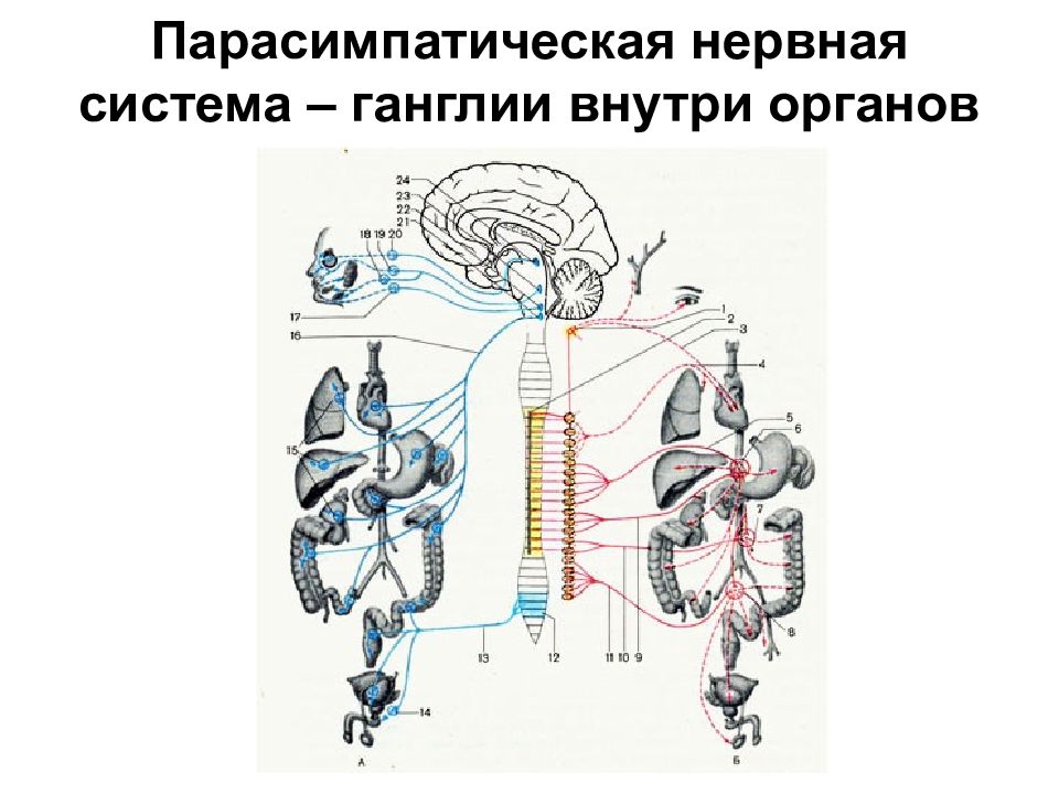 Парасимпатическая нервная система. Ганглии парасимпатики. Симпатические и парасимпатические ганглии. Парасимпатические ганглии и система. Парасимпатическая система.