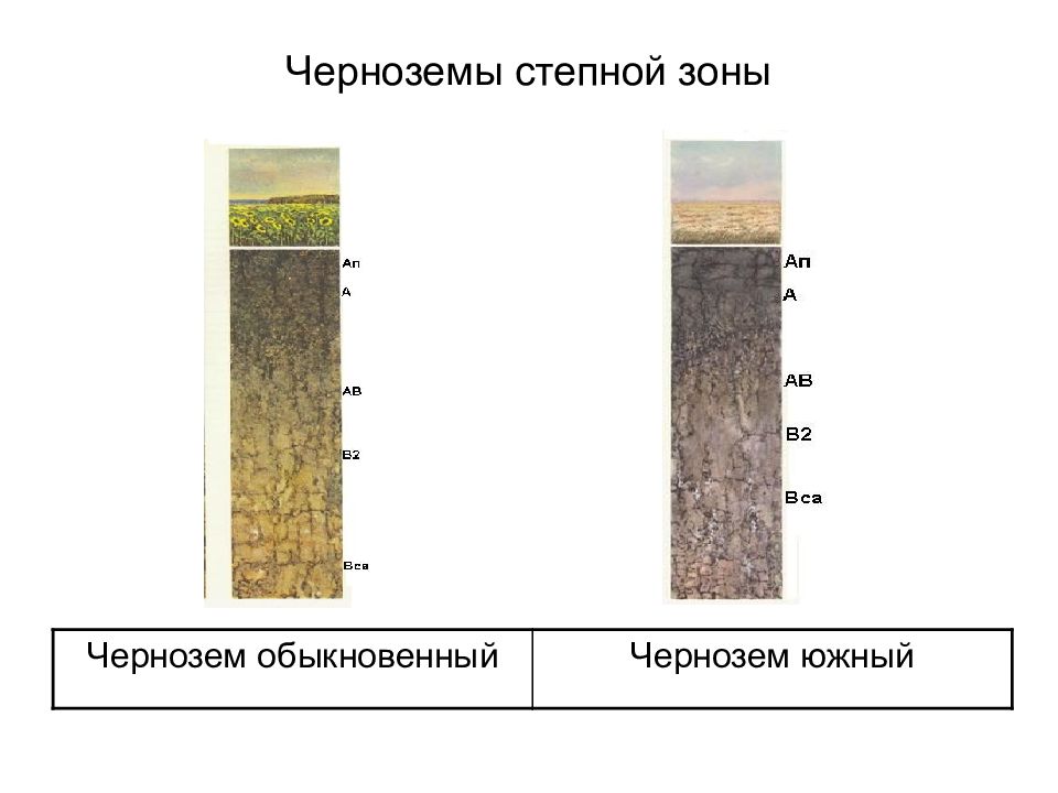 Какие области черноземные почвы россии. Почвенный профиль чернозема Южного. Строение профиля подтипов черноземов Степной зоны. Степь чернозем почвенный разрез. Почвенный профиль аллювиальных почв.