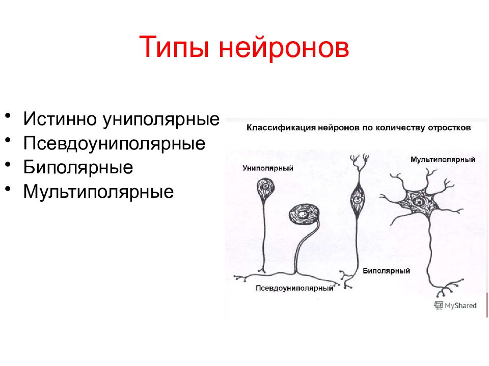 Естественный н. Строение мультиполярного нейрона. Типы нейронов по форме тела. Типы нервных клеток человека рисунок. Униполярный Нейрон характеристика.