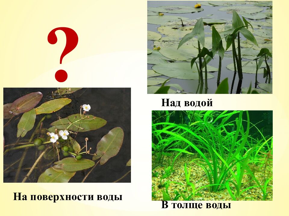 Экспресс-тест 1-й вариант 1. Случайное расхождение гомологичных хромосом при