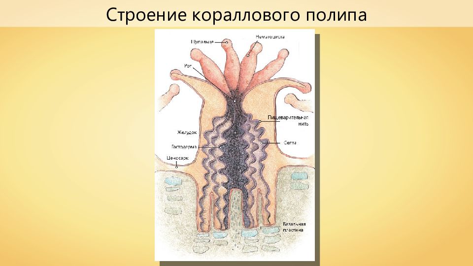 Коралловые полипы строение. Строение коралла. Строение кораллов. Строение строение коралловых полипов.