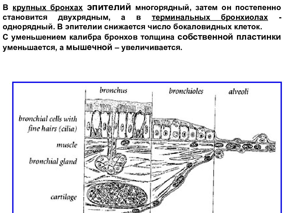 Зависимость строения стенки бронхов и бронхиол от их калибра