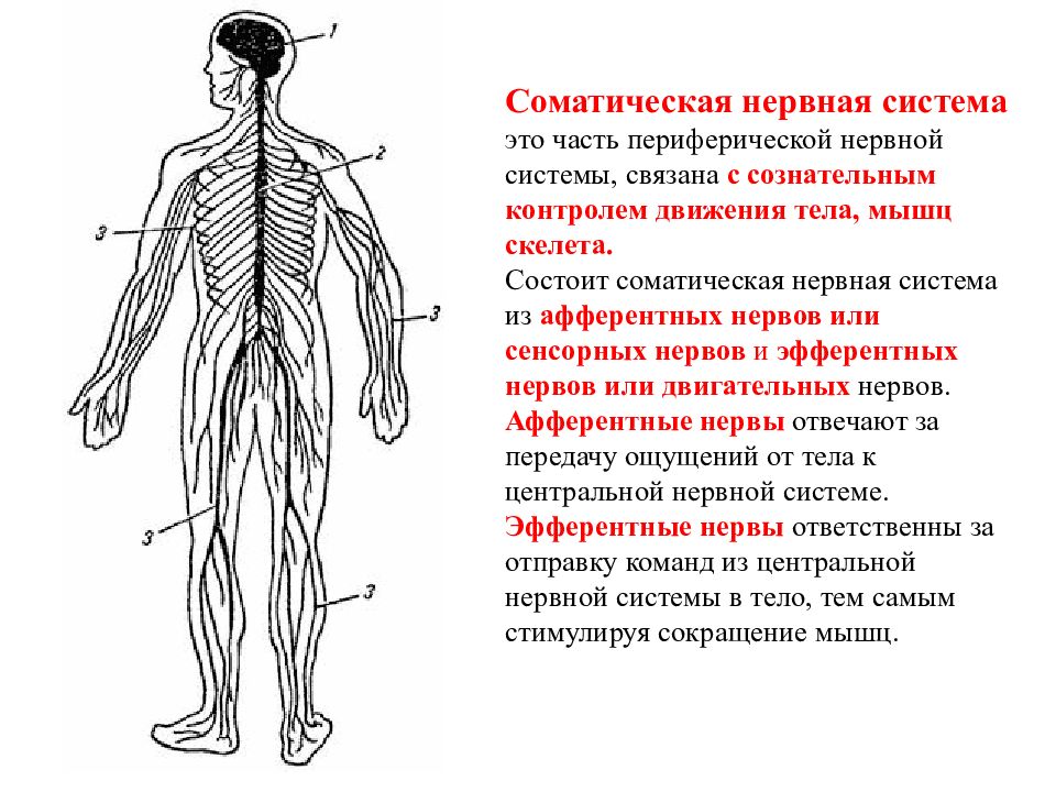 Периферическая нервная система презентация