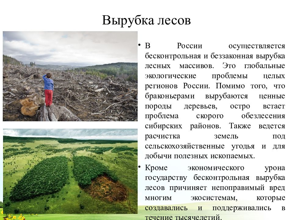 Вырубка лесов пути решения. Вырубка лесов решение проблемы. Пути решения проблем леса. Способы решения проблемы вырубки лесов.