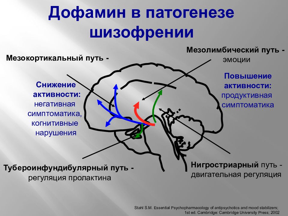 Дофаминергическая система презентация