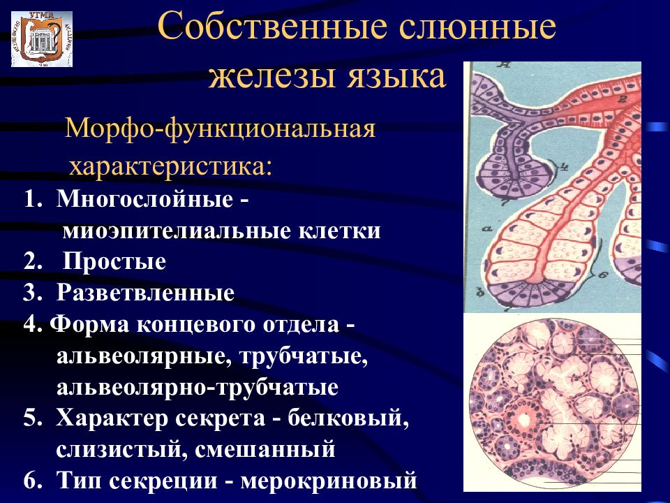 Иммунная система гистология презентация