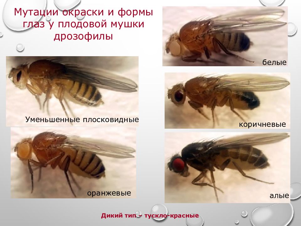 Окраска тела у дрозофилы. Презентация дрозофилы. Дикий Тип мутации. Мутации формы глаз у дрозофил. Дикий и мутантный Тип дрозофилы.