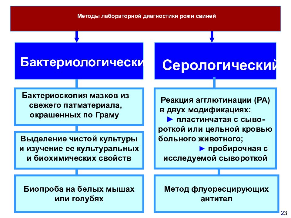 Схема лечения рожи свиней