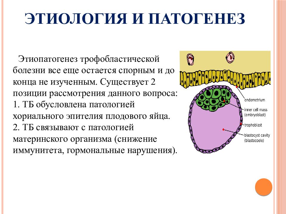 Трофобластические заболевания презентация