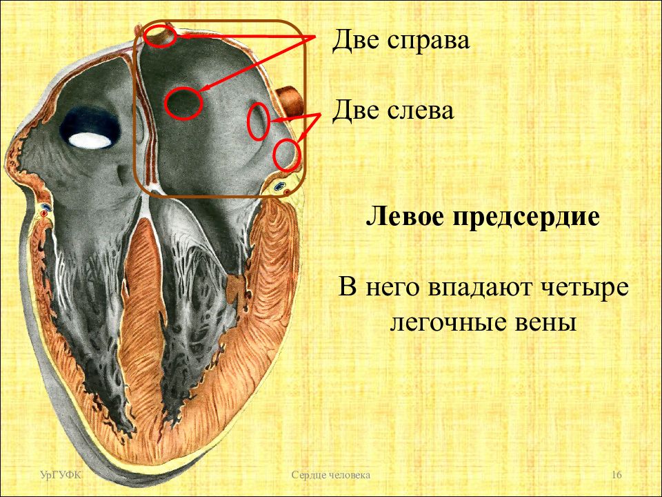В левое предсердие открываются. Левое предсердие анатомия. Предсердия сердца. Левое предсердие сердца. Сердце человека правое предсердие.