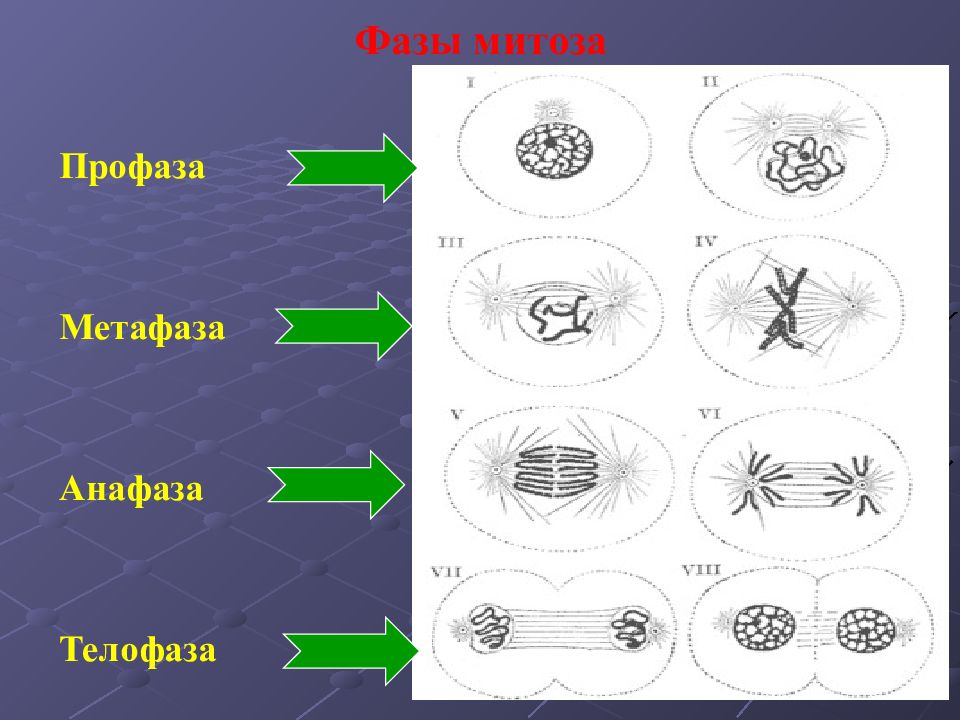 Митоз таблица рисунки. Фазы митоза профаза метафаза анафаза телофаза. Фаза деления клетки метафаза. Фазы митоза схема. Метафаза профаза анафаза телофаза стадии.