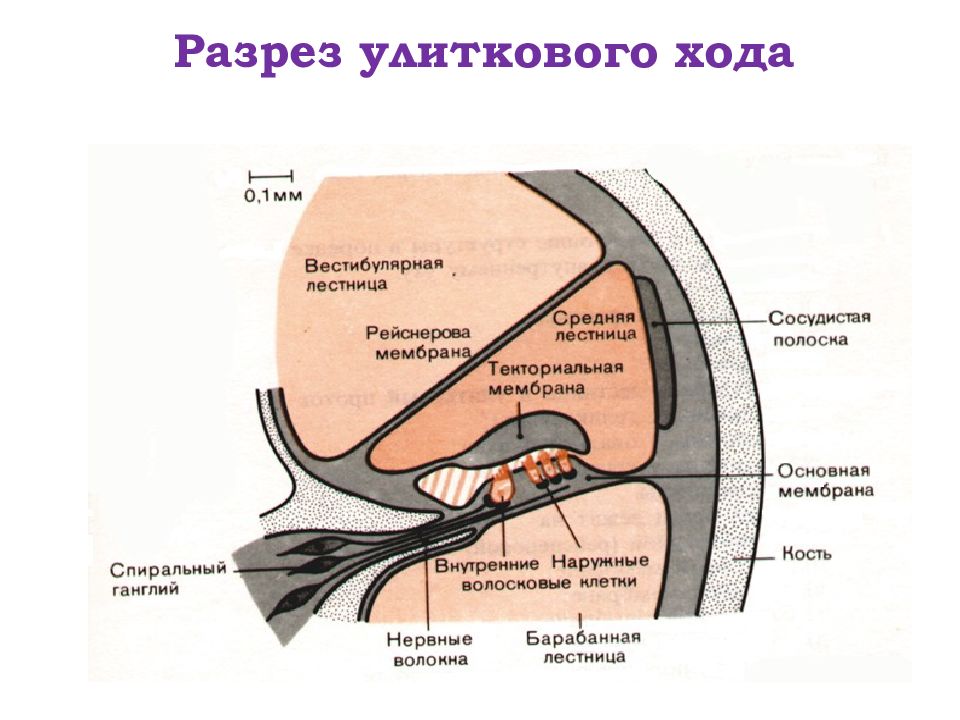 Физиология анализаторов физиология презентация