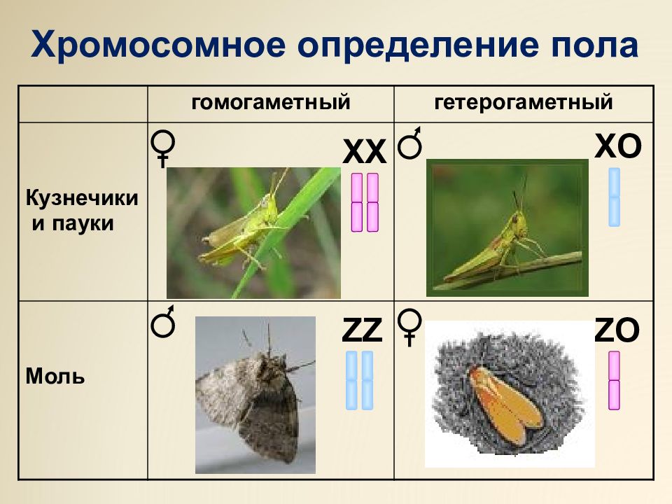 Презентация генетика пола 10 класс биология