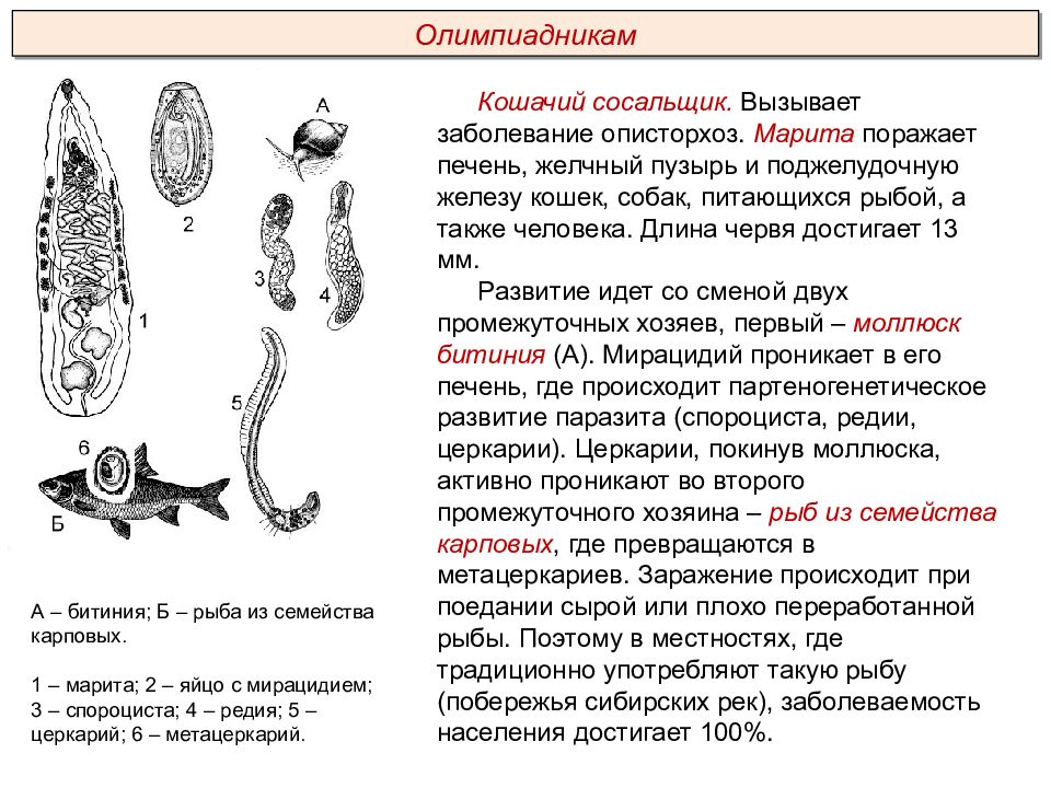 Сколько промежуточных хозяев имеет кошачий сосальщик. Кошачий сосальщик цикл. Тип плоские черви (plathelminthes). Цикл кошачьего сосальщика схема. Кошачий сосальщик строение.