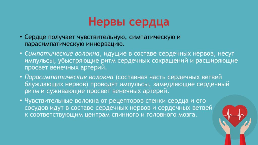 Нервы сердца. Сердечный нерв. Автономные нервы сердца. Презентация на тему сердце.