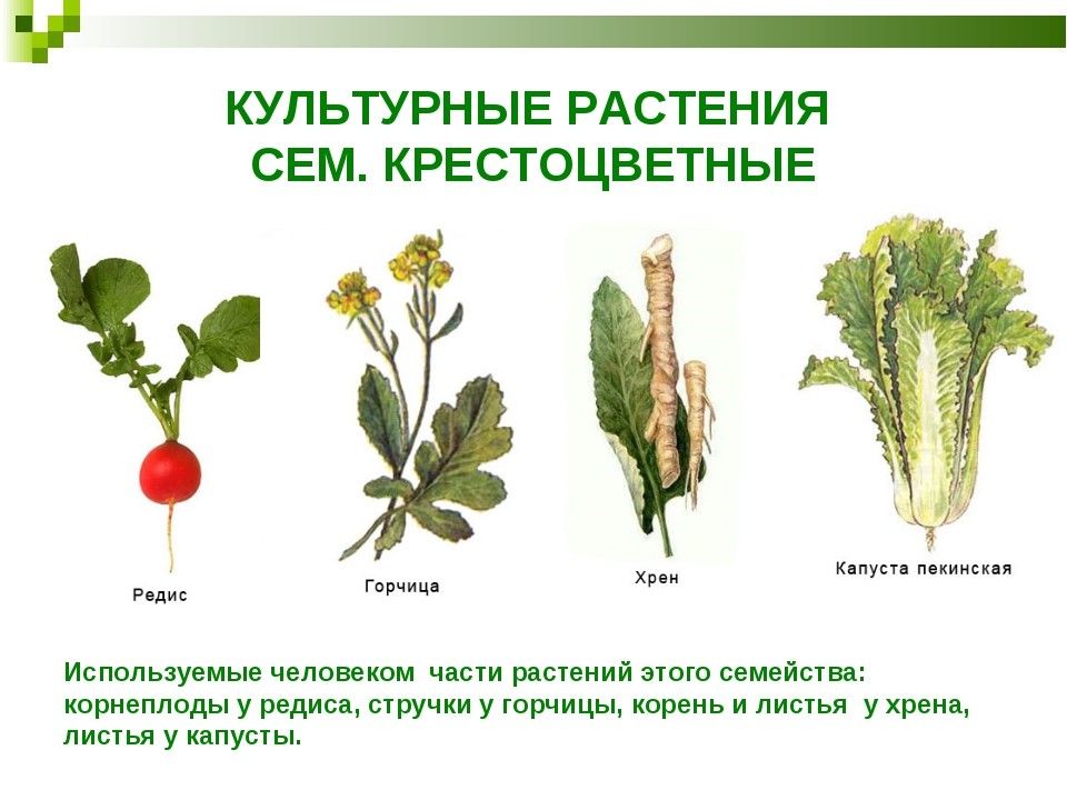 Семейство крестоцветных растений презентация