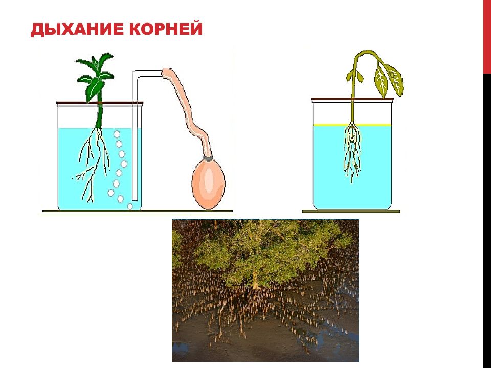 Почему изображенное на рисунке растение к корням которого не поступает воздух имеет угнетенный вид