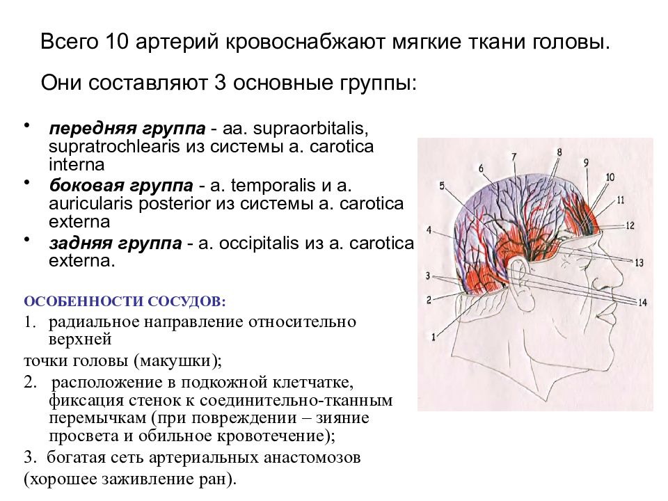 Ткани лба. Мозговой отдел головы топографическая анатомия. Области лицевого отдела головы топографическая анатомия. Границы мозгового отдела головы топографическая анатомия. Оперативная хирургия мозгового отдела головы.