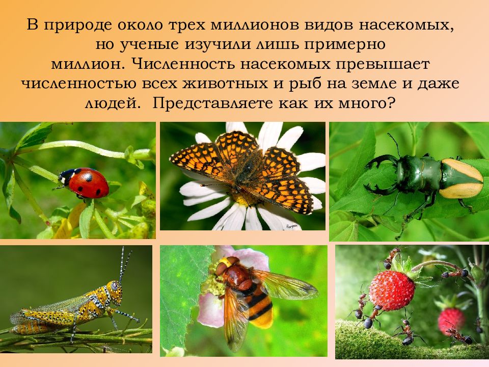 Жизнь насекомых тел. Интересные факты о насекомых. Интересные факты онасикомых. Интересный рассказ про насекомых. Презентация на тему насекомые.