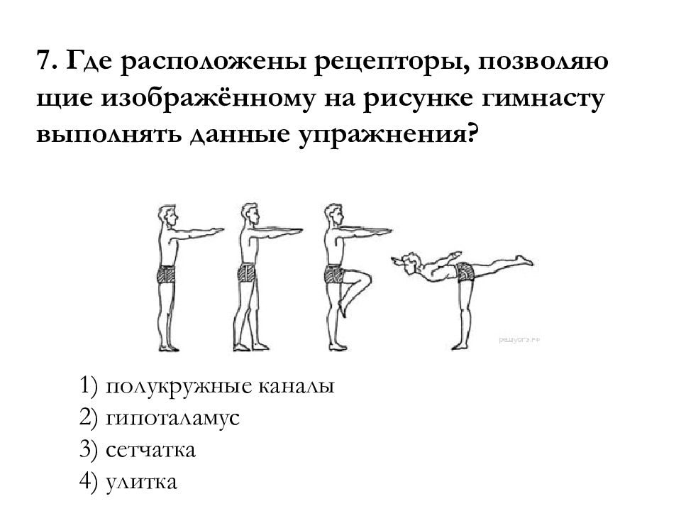 Где расположены рецепторы позволяющие изображенному на рисунке гимнасту выполнять данные упражнения