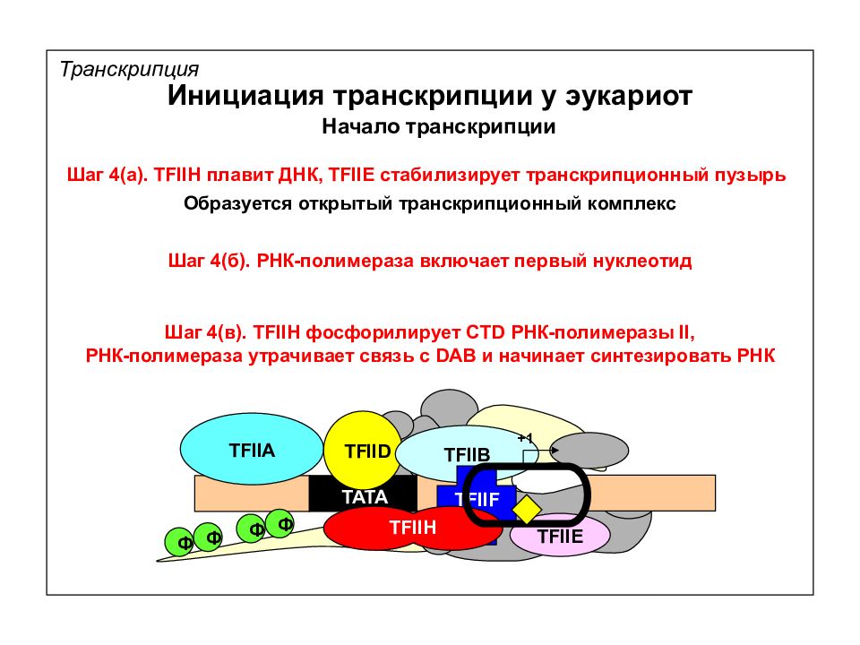 Особенности транскрипции у эукариот