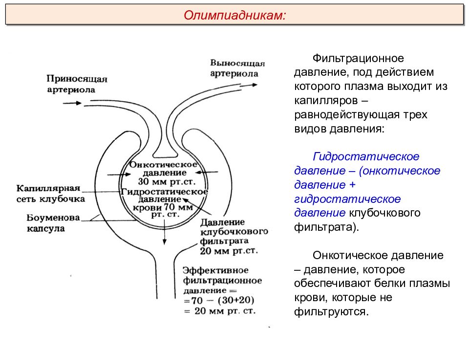 Дыхательная система презентация пименов